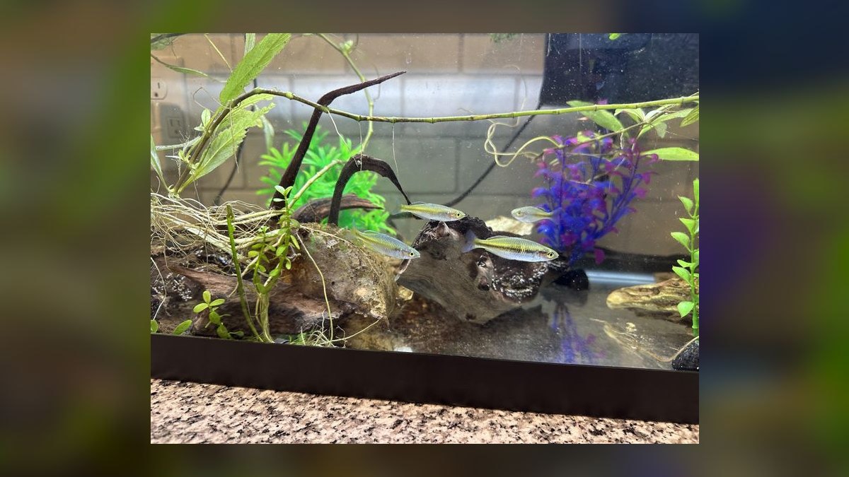 How do you tell male and female aquarium fish apart — figure 1