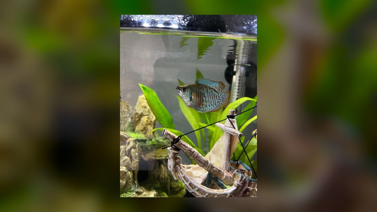 How do you tell male and female aquarium fish apart — figure 2