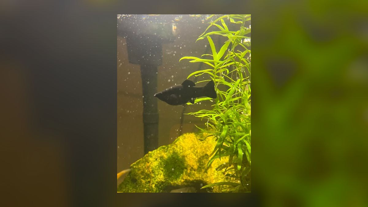 How do you tell male and female aquarium fish apart — figure 3