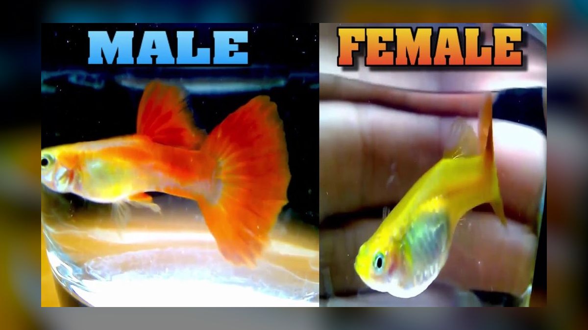 How do you tell male and female aquarium fish apart — figure 4