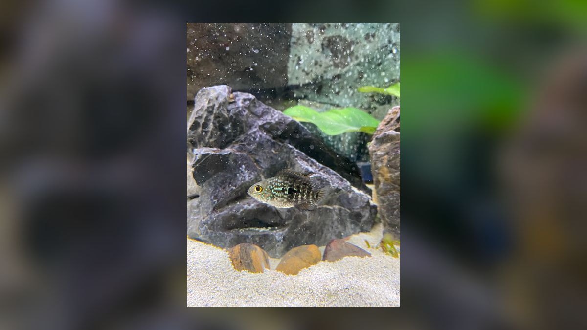 How do you tell male and female aquarium fish apart — figure 5