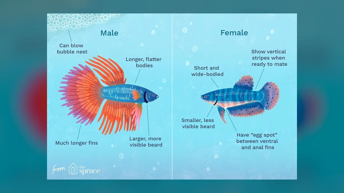 How do you tell male and female aquarium fish apart — figure 6