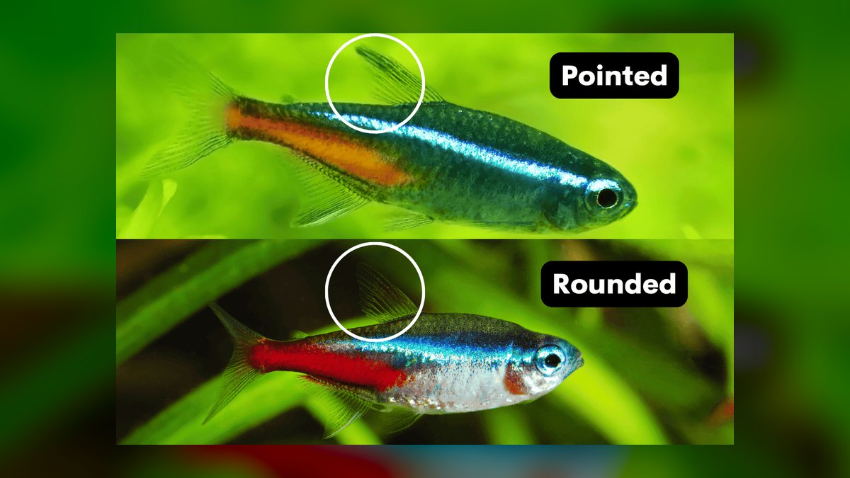 How do you tell male and female aquarium fish apart — figure 7
