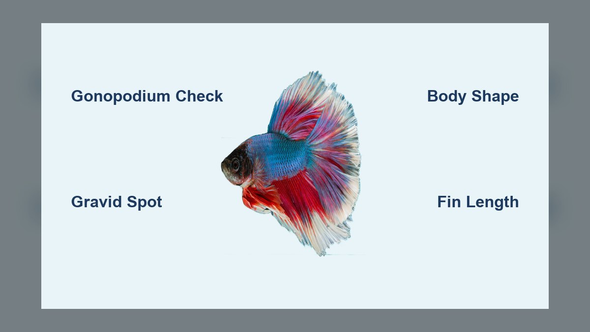 How do you tell male and female aquarium fish apart?