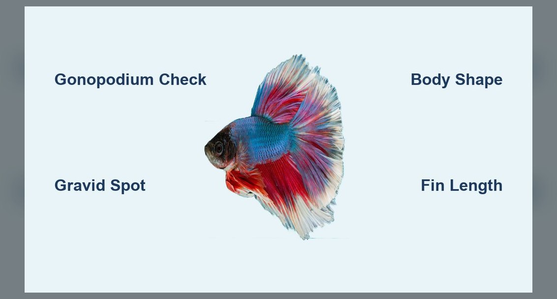 How do you tell male and female aquarium fish apart?