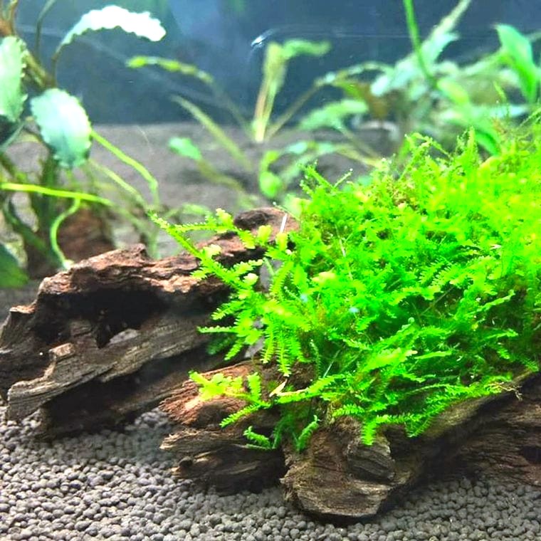 Taxiphyllum barbieri (Java Moss)