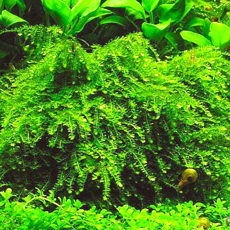 Vesicularia ferriei (Weeping Moss)