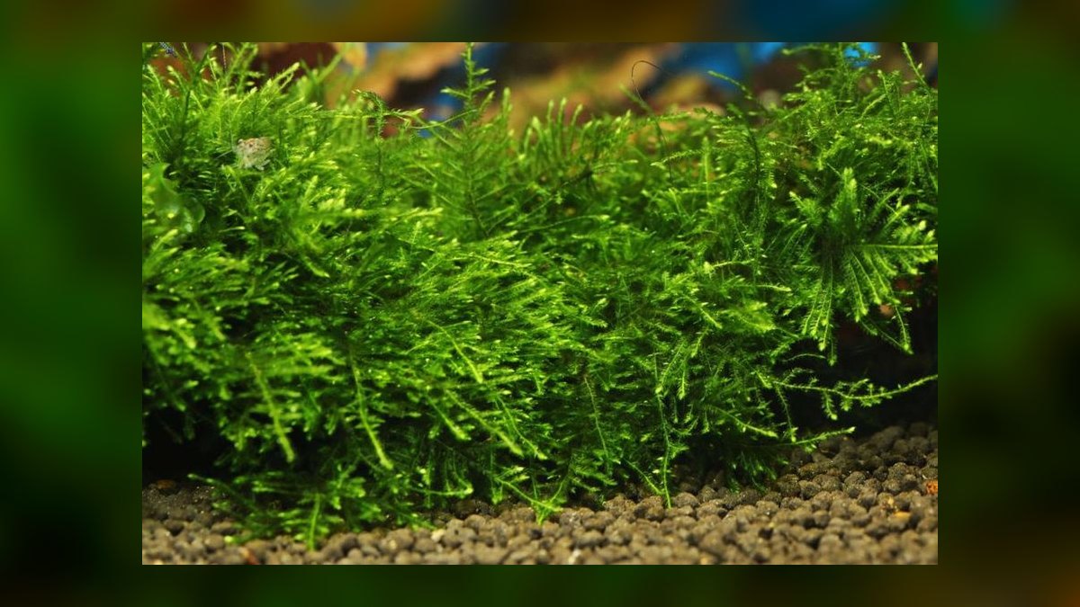 Top 10 Aquarium Moss Species for Aquascaping in 2027 — figure 1