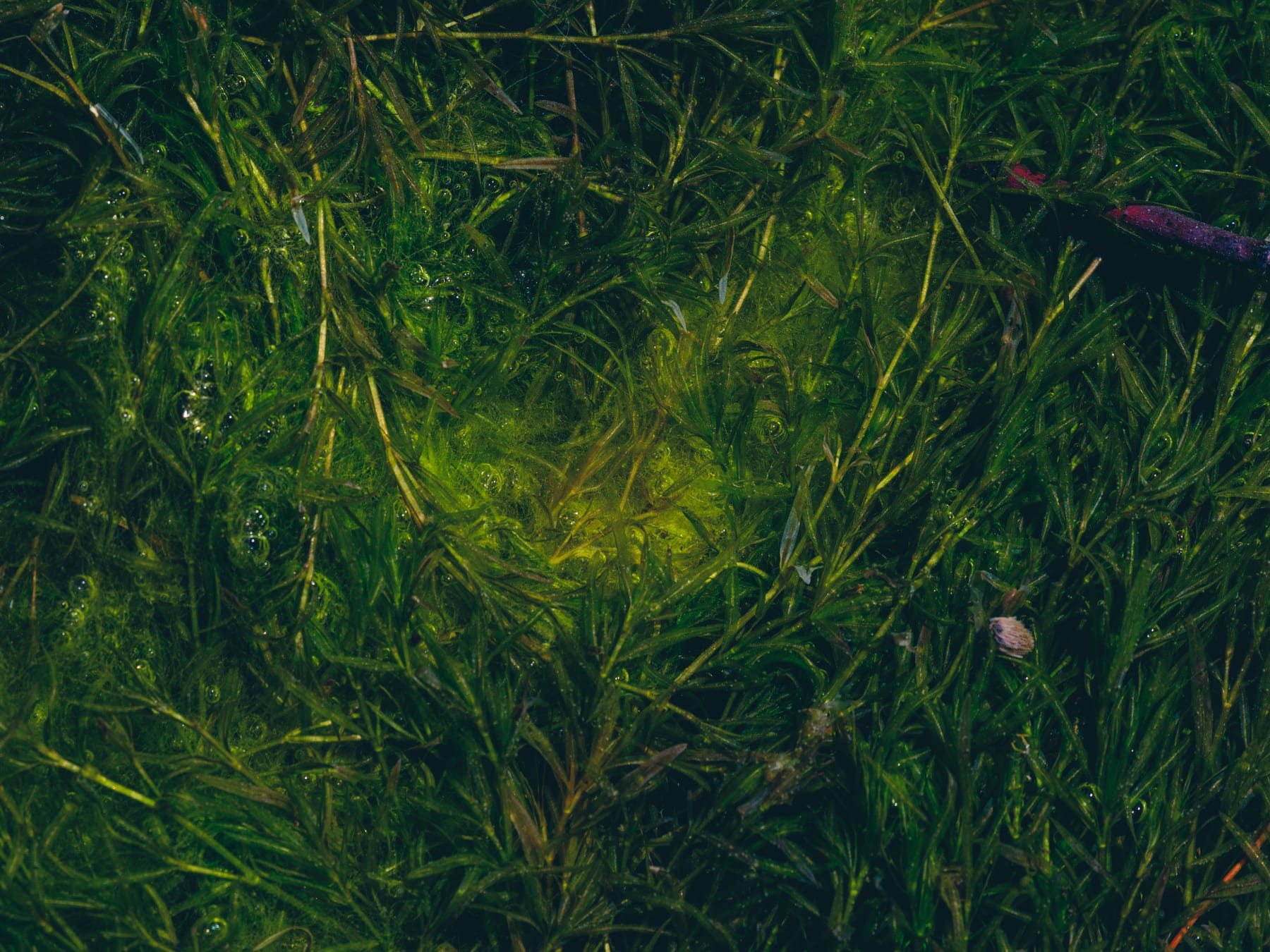 Top 10 Aquarium Moss Species for Aquascaping — figure 10