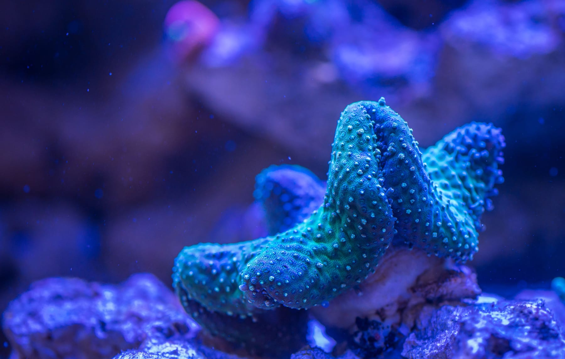 Top 10 Aquarium Moss Species for Aquascaping — figure 2