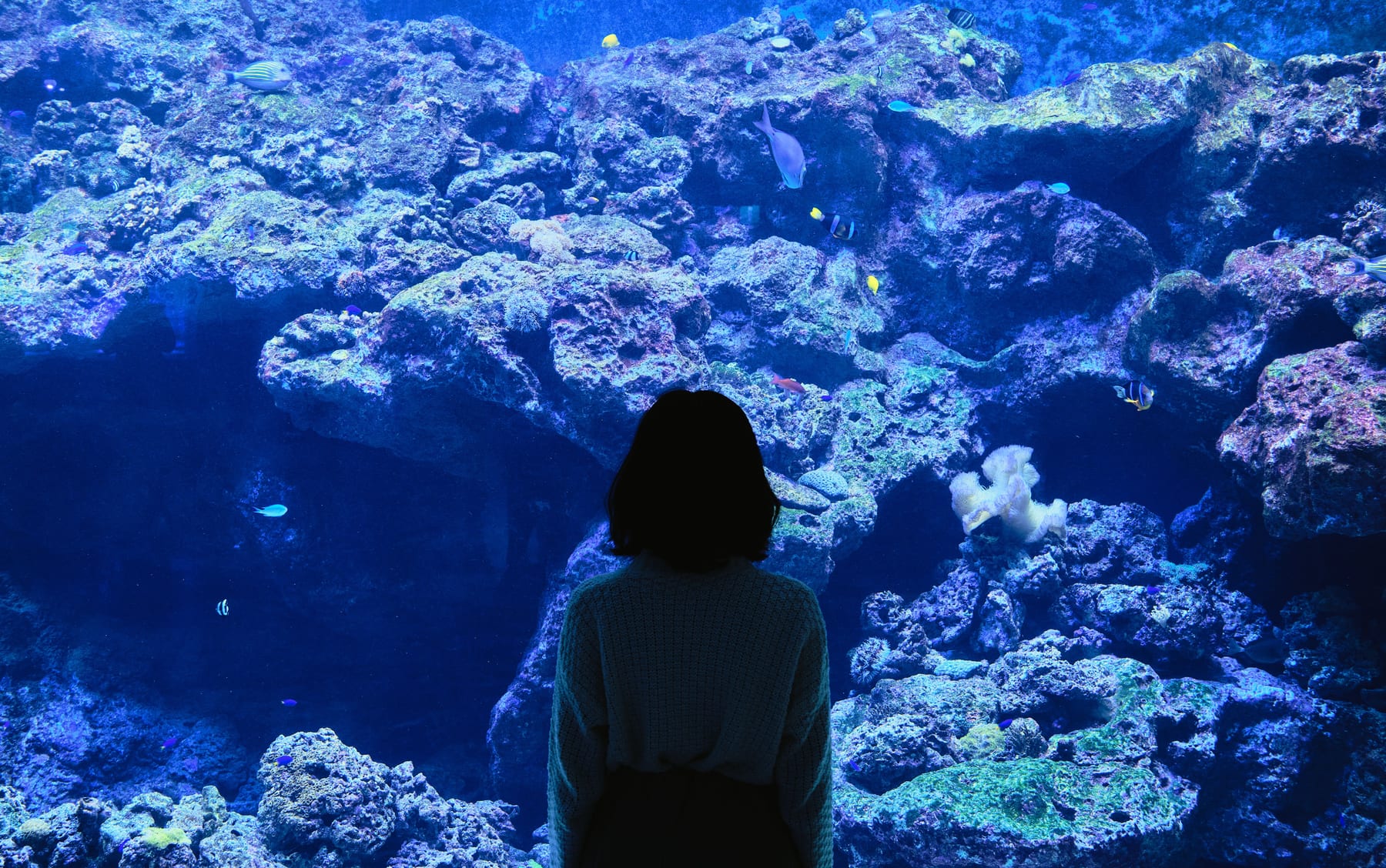 Top 10 Aquarium Moss Species for Aquascaping — figure 3