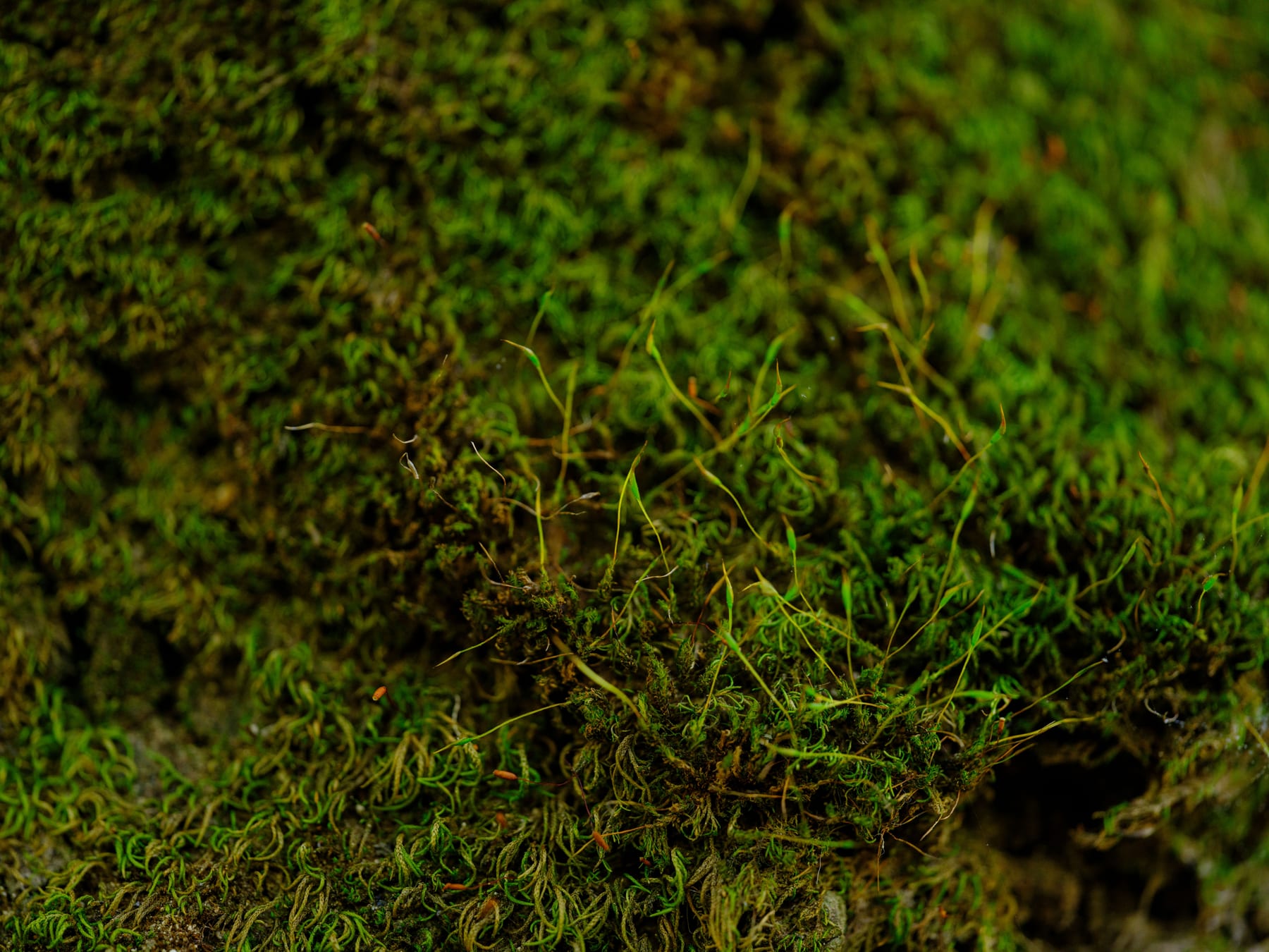 Top 10 Aquarium Moss Species for Aquascaping — figure 7