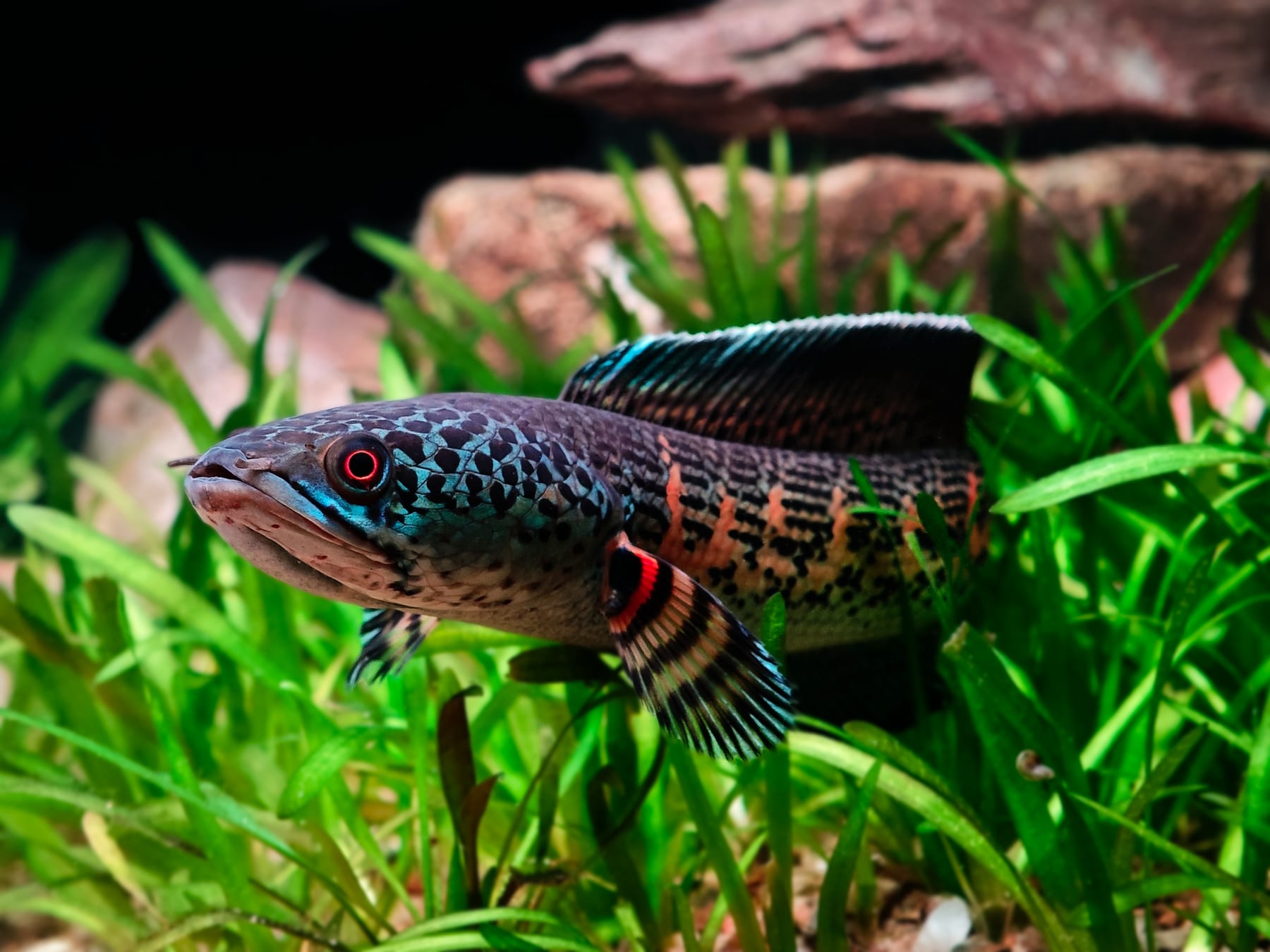 Top 10 Aquarium Moss Species for Aquascaping — figure 8