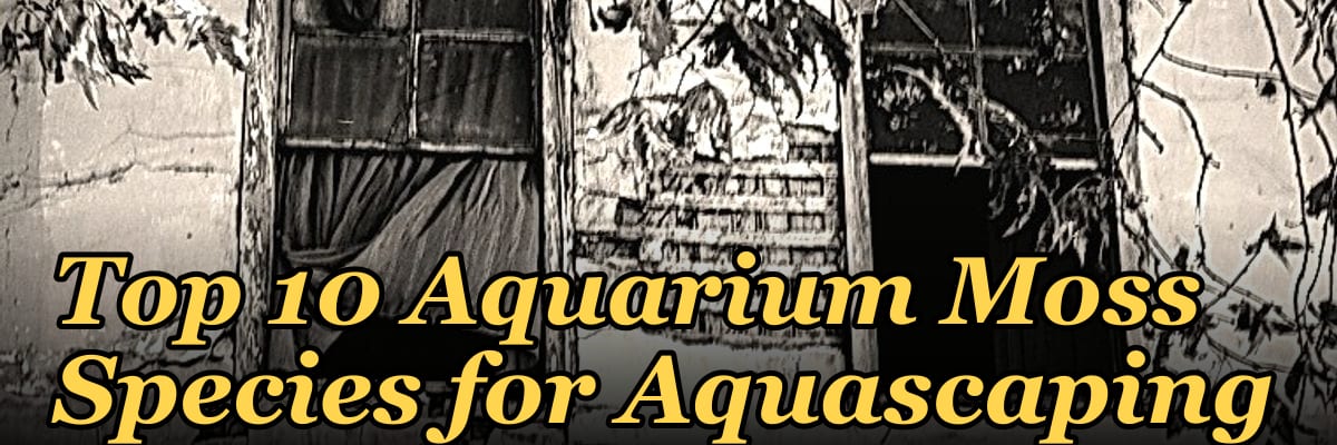 Top 10 Aquarium Moss Species for Aquascaping