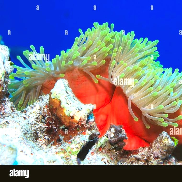 Heteractis magnifica (Magnificent Sea Anemone)