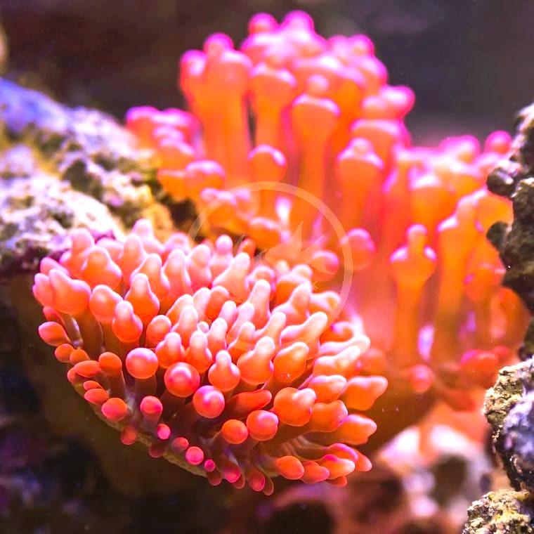 Entacmaea quadricolor (Bubble-Tip Anemone)