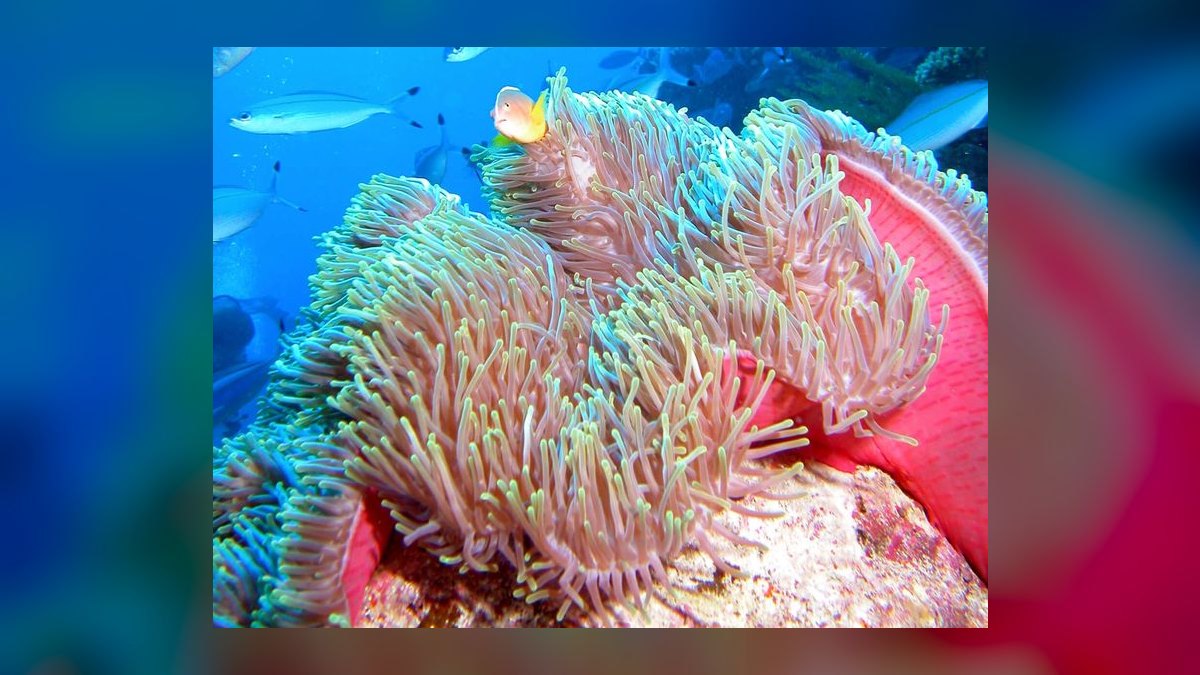 Top 10 Anemone Species for Clownfish Tanks in 2027 — figure 1