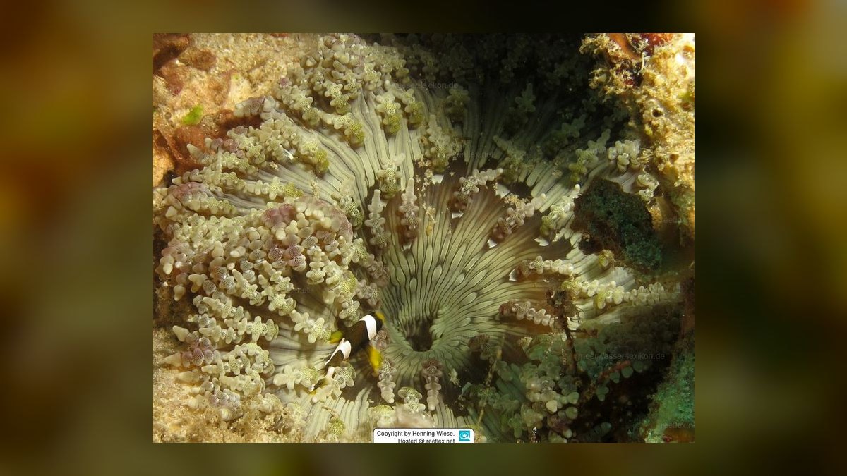 Top 10 Anemone Species for Clownfish Tanks in 2027 — figure 10