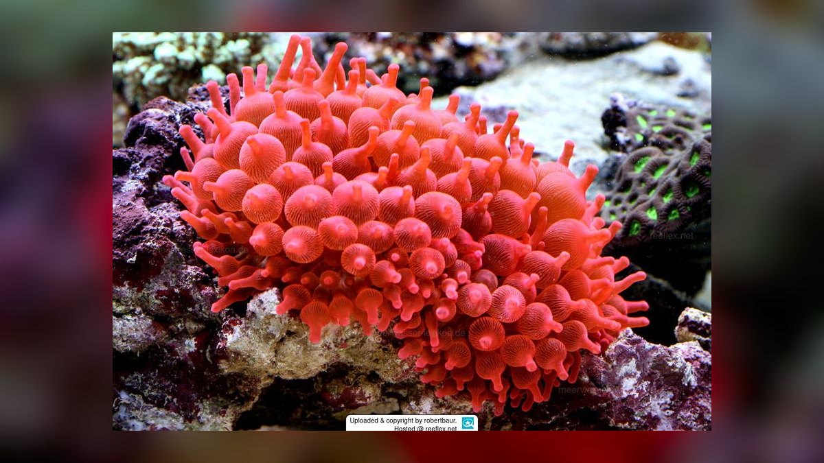 Top 10 Anemone Species for Clownfish Tanks in 2027 — figure 2