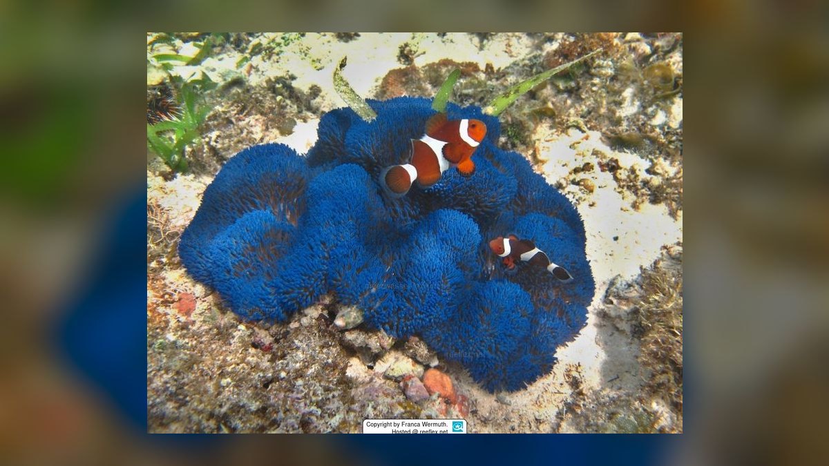 Top 10 Anemone Species for Clownfish Tanks in 2027 — figure 3