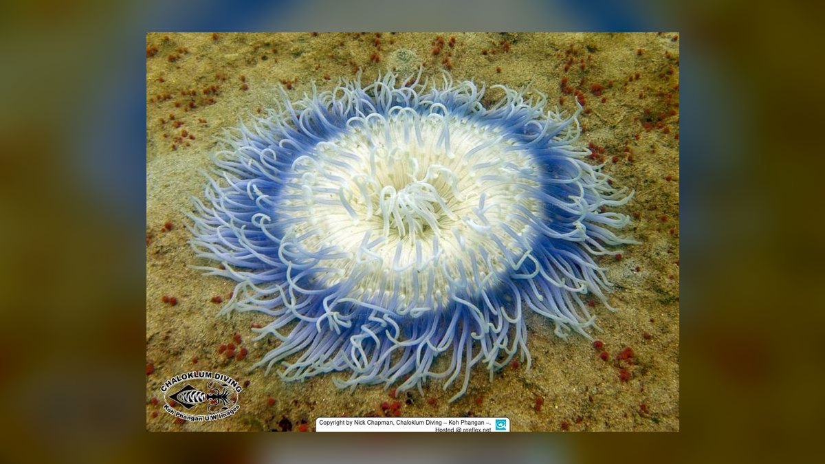 Top 10 Anemone Species for Clownfish Tanks in 2027 — figure 5