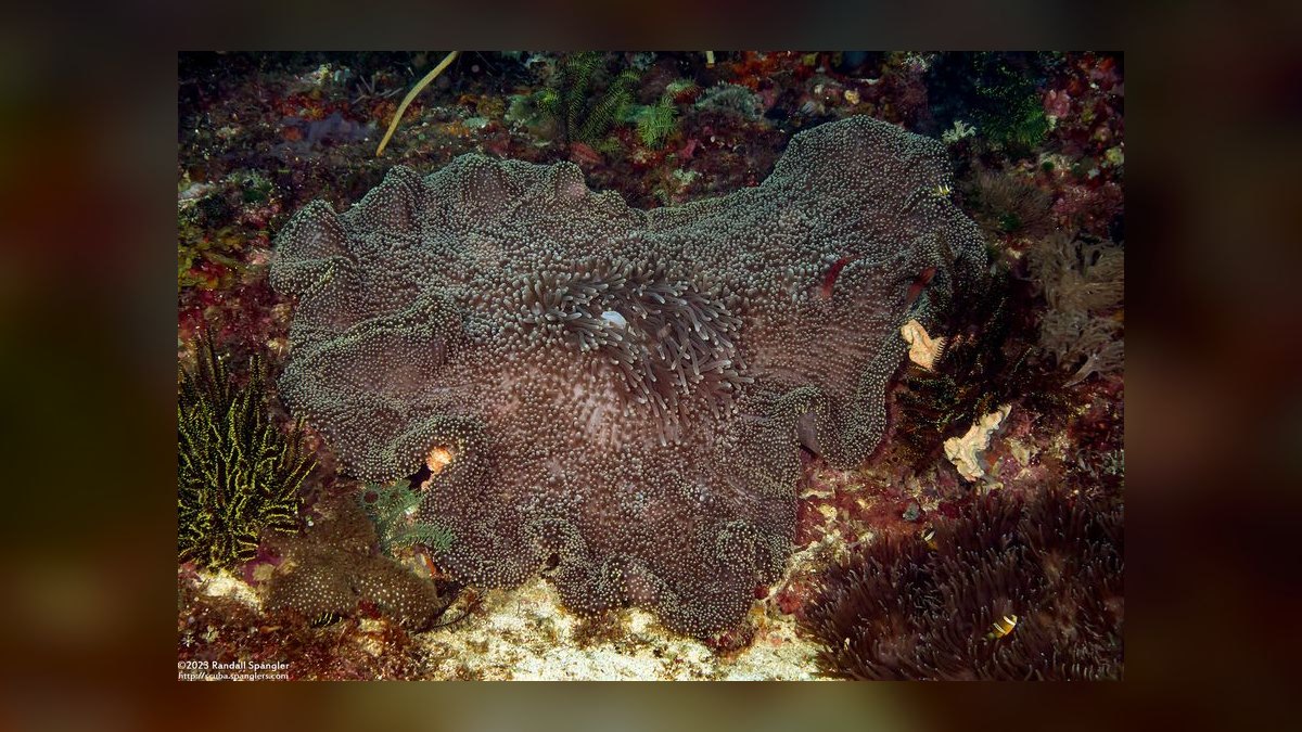 Top 10 Anemone Species for Clownfish Tanks in 2027 — figure 6