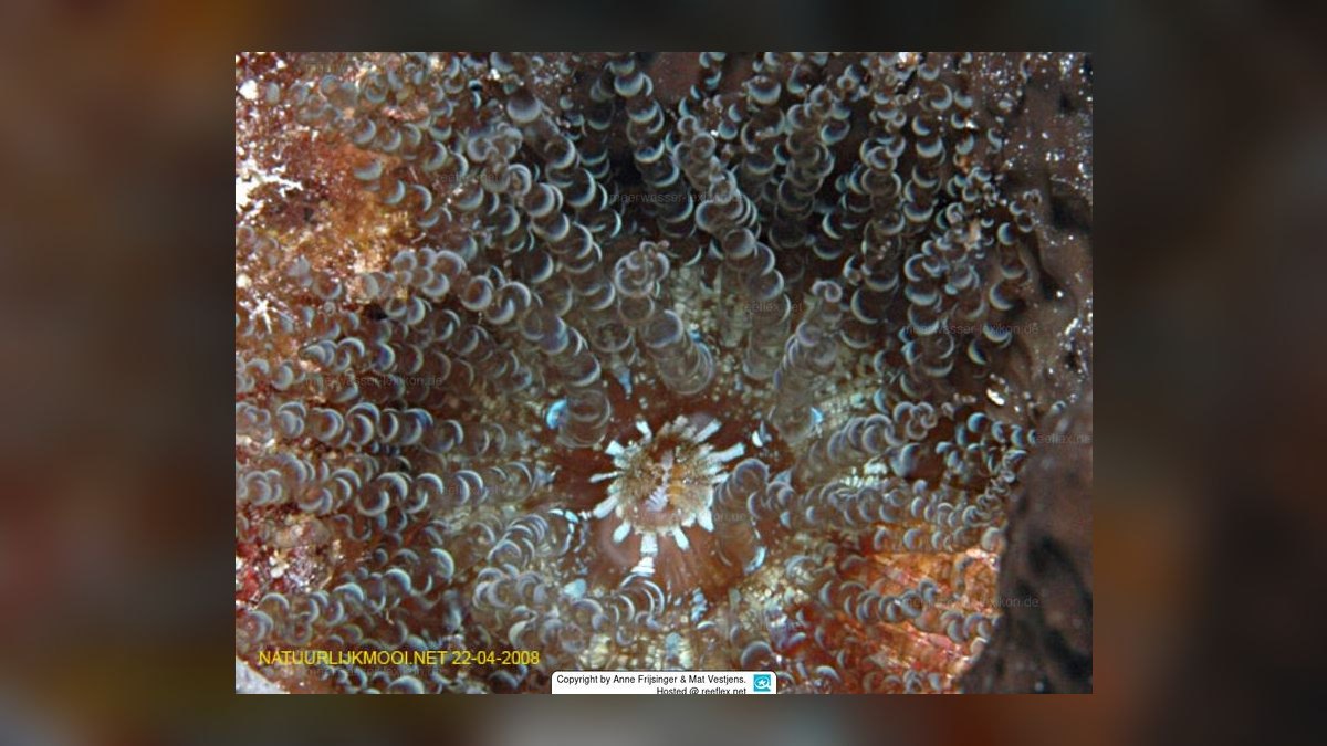 Top 10 Anemone Species for Clownfish Tanks in 2027 — figure 8