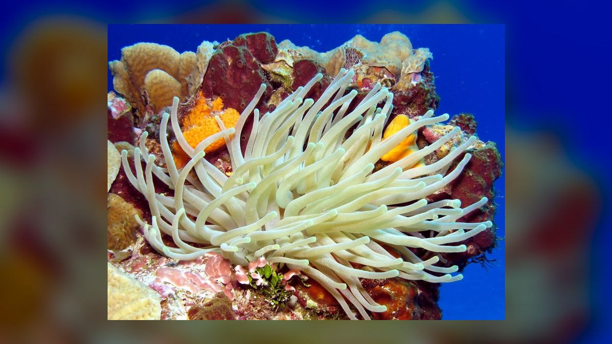 Top 10 Anemone Species for Clownfish Tanks in 2027 — figure 9