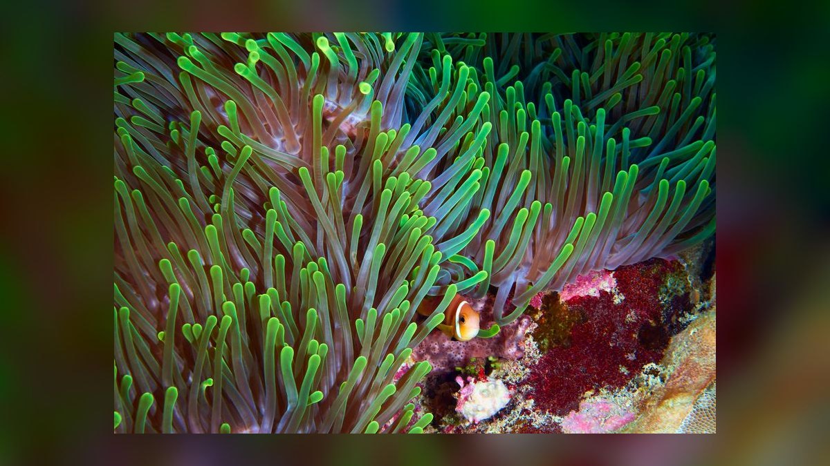 Top 10 Anemone Species for Clownfish Tanks in 2027