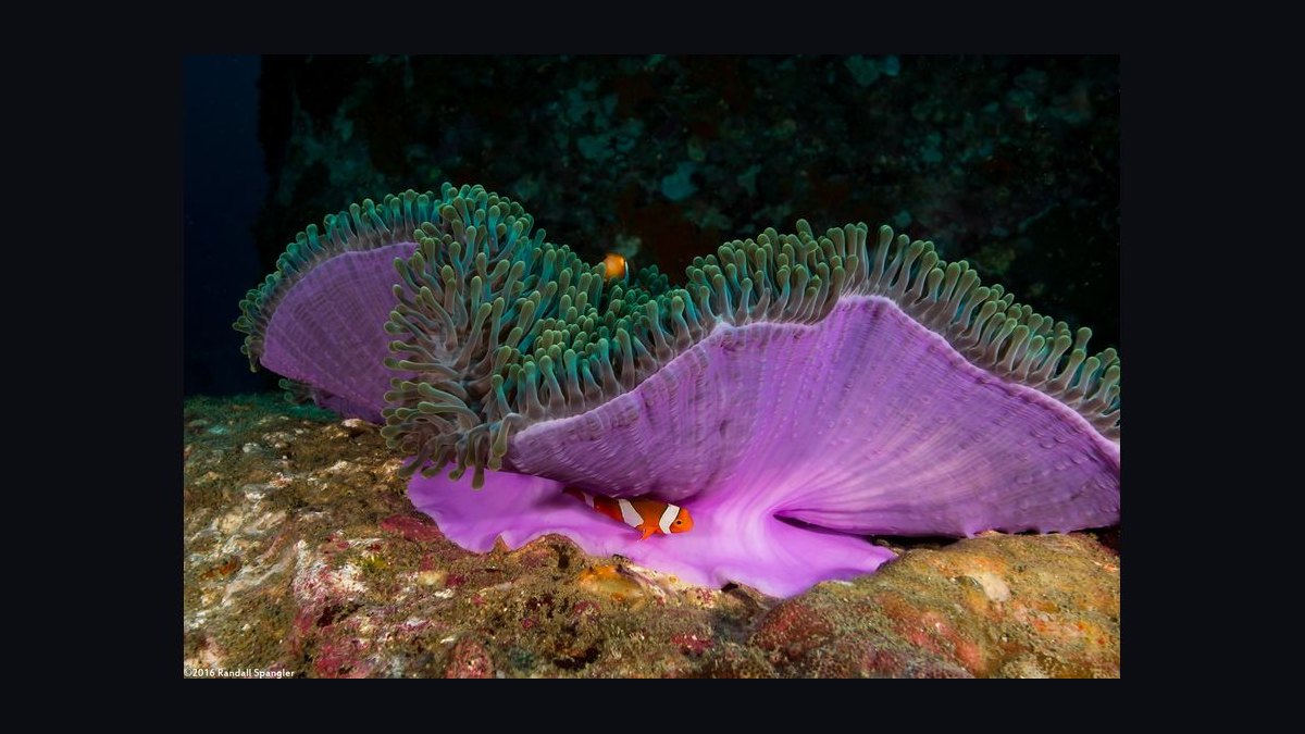 Top 10 Anemone Species for Clownfish Tanks in 2027