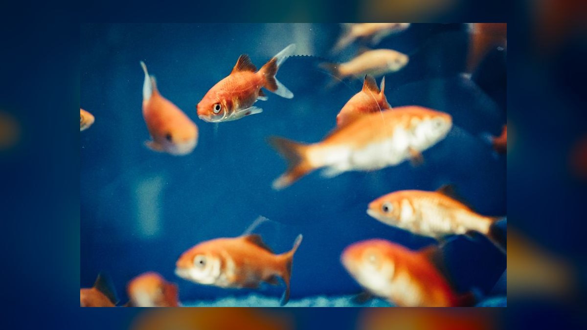 How do you keep a goldfish tank healthy — figure 3