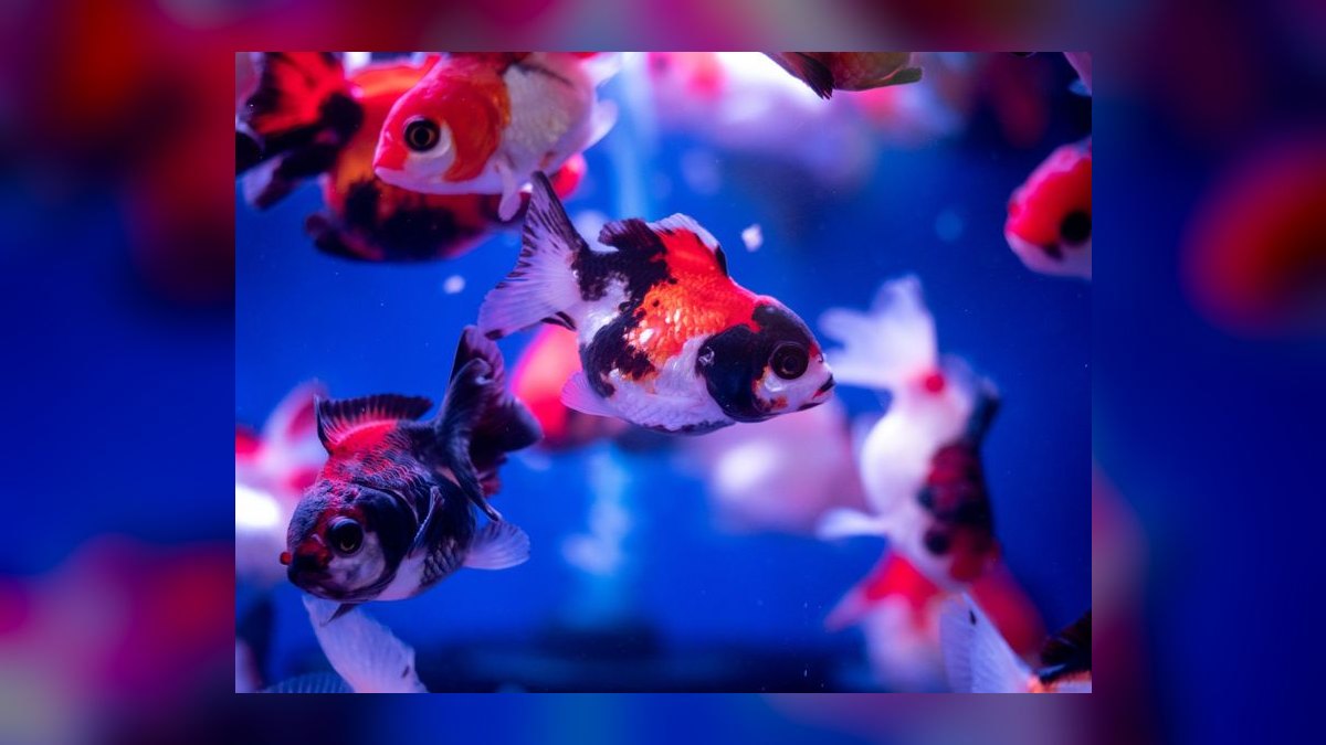 How do you keep a goldfish tank healthy — figure 4