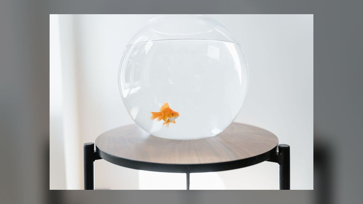 How do you keep a goldfish tank healthy — figure 5