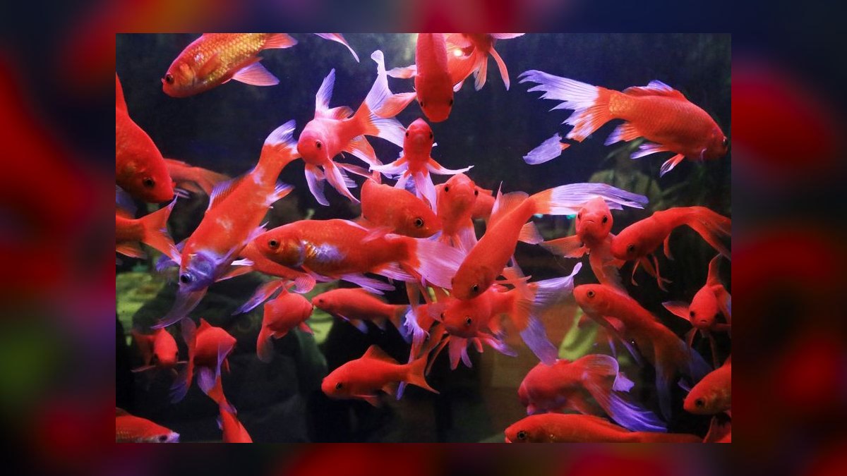 How do you keep a goldfish tank healthy — figure 6