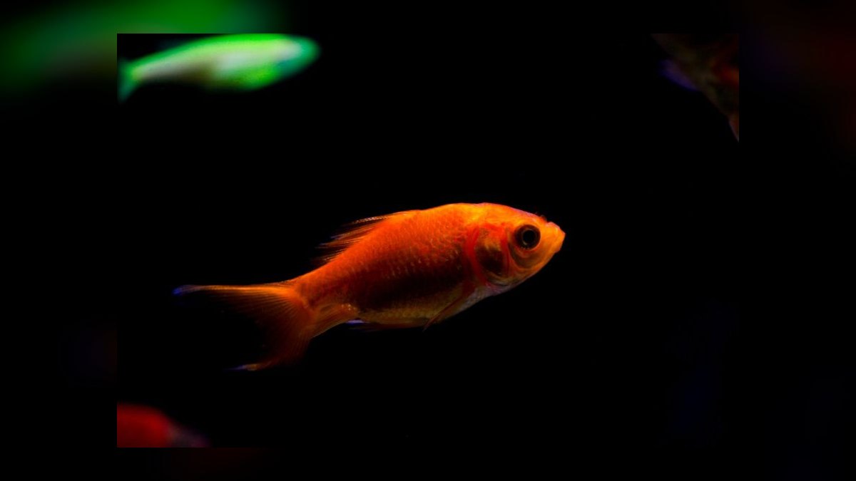 How do you keep a goldfish tank healthy — figure 7