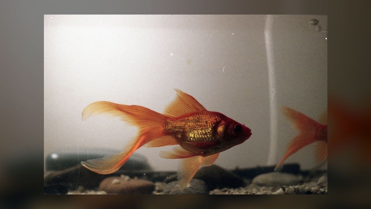How do you keep a goldfish tank healthy — figure 9