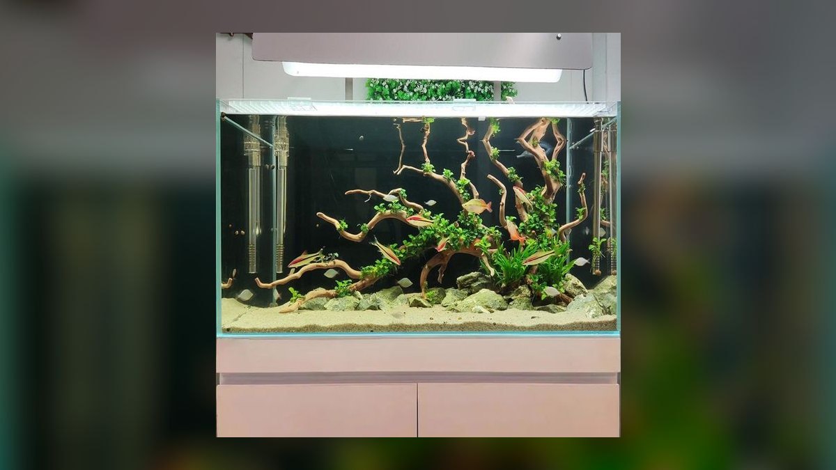 Top 10 Aquarium Driftwood Types for Aquascaping — figure 4