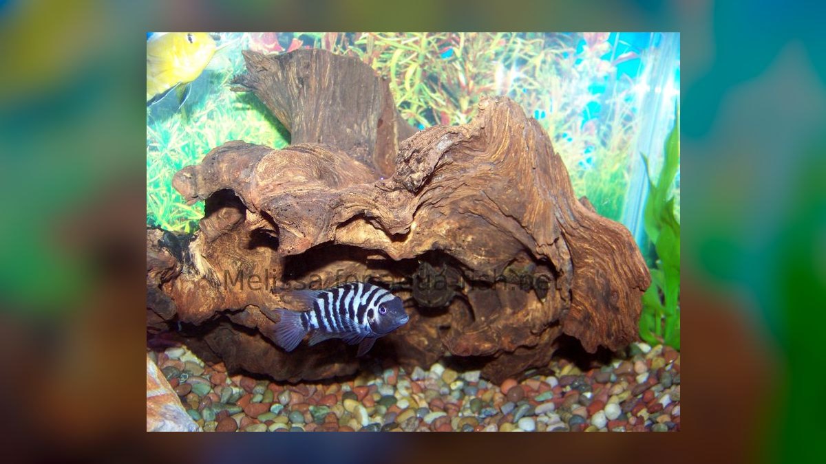 Top 10 Aquarium Driftwood Types for Aquascaping — figure 9