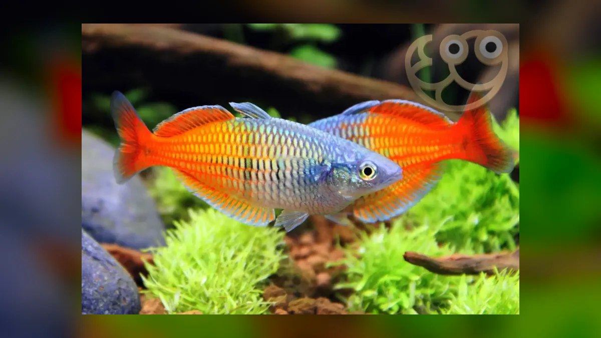 Top 10 Rainbowfish Species for Planted Tanks in 2027 — figure 1