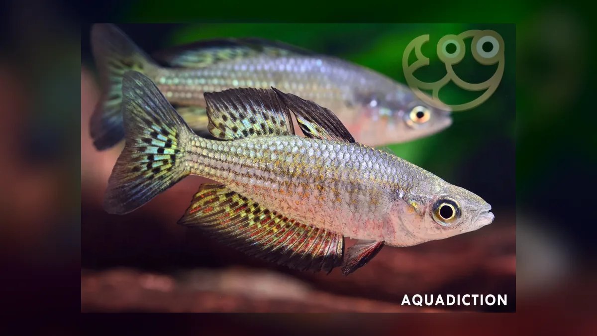 Top 10 Rainbowfish Species for Planted Tanks in 2027 — figure 10