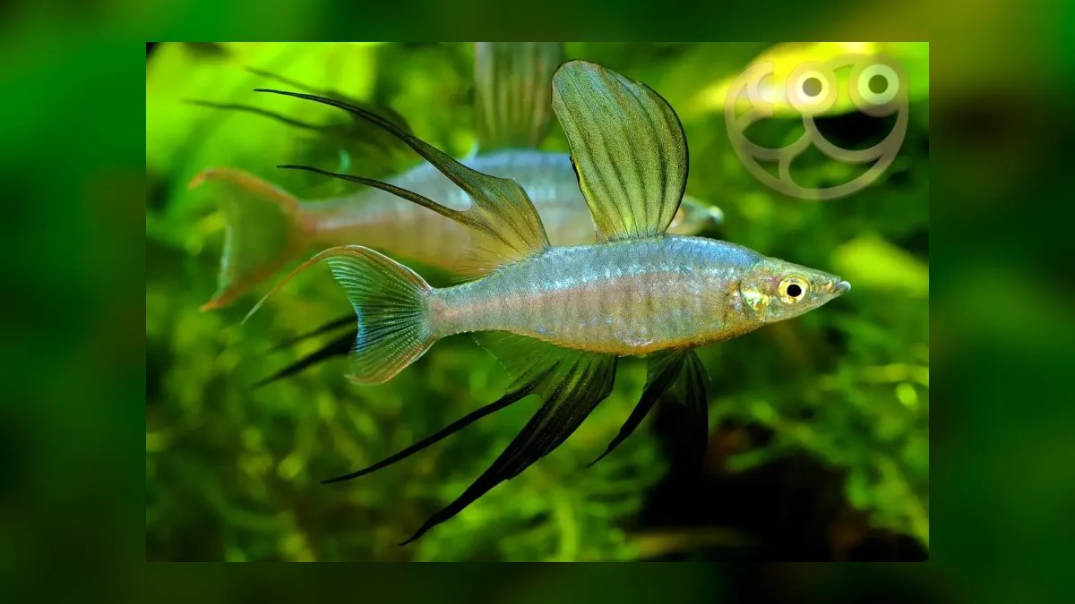 Top 10 Rainbowfish Species for Planted Tanks in 2027 — figure 2