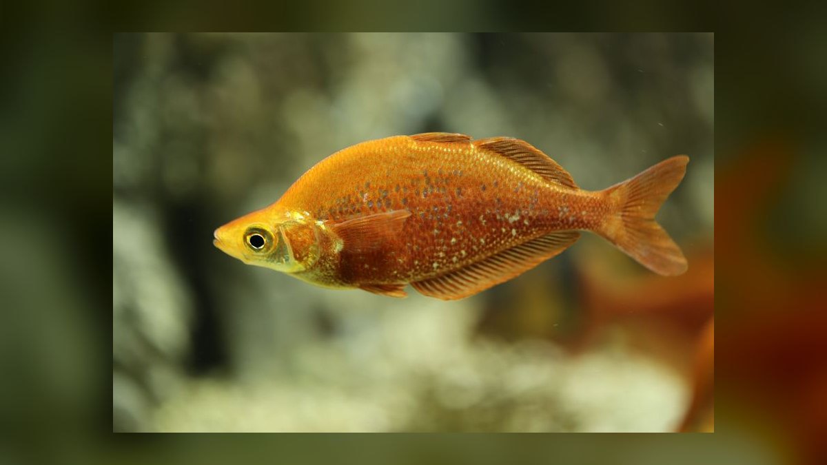 Top 10 Rainbowfish Species for Planted Tanks in 2027 — figure 6