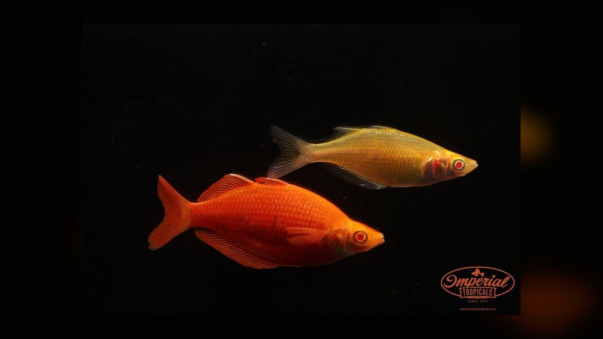 Top 10 Rainbowfish Species for Planted Tanks in 2027 — figure 9
