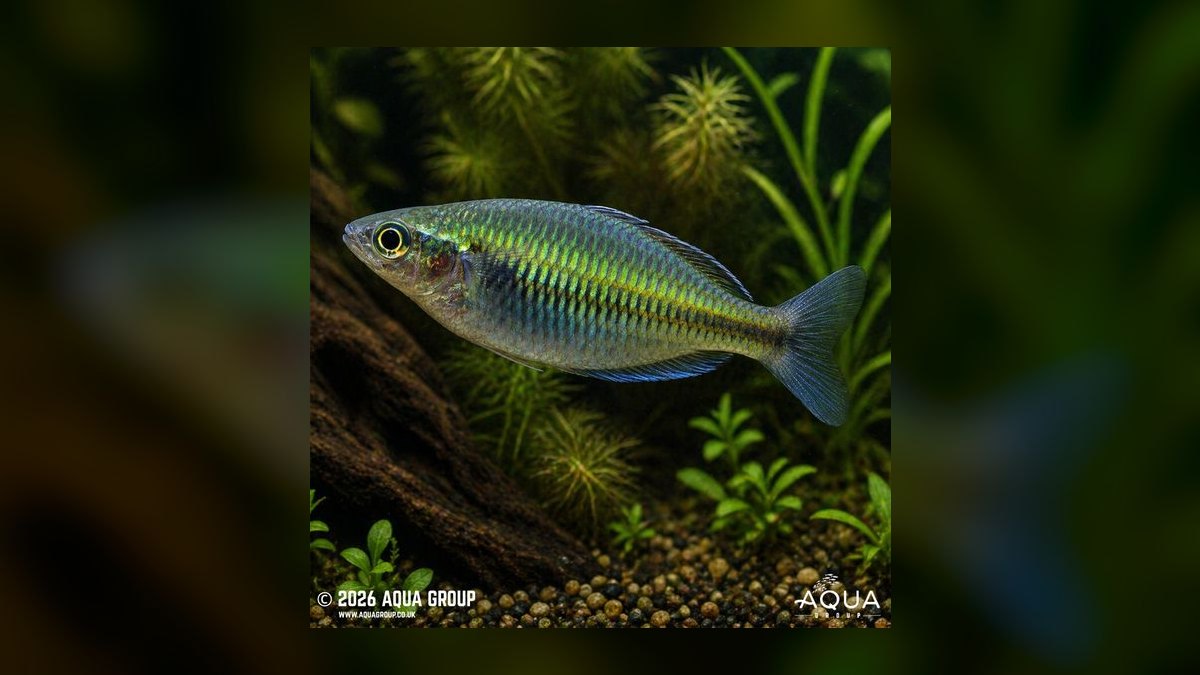 Top 10 Rainbowfish Species for Planted Tanks in 2027