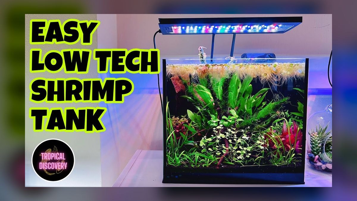 How do you set up a low-tech planted shrimp tank — figure 10