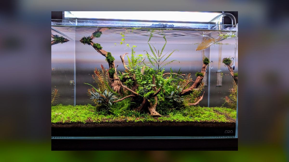 How do you set up a low-tech planted shrimp tank — figure 2