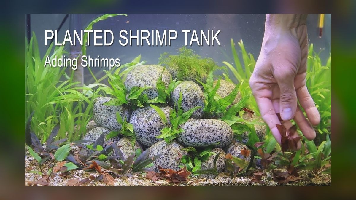 How do you set up a low-tech planted shrimp tank — figure 3