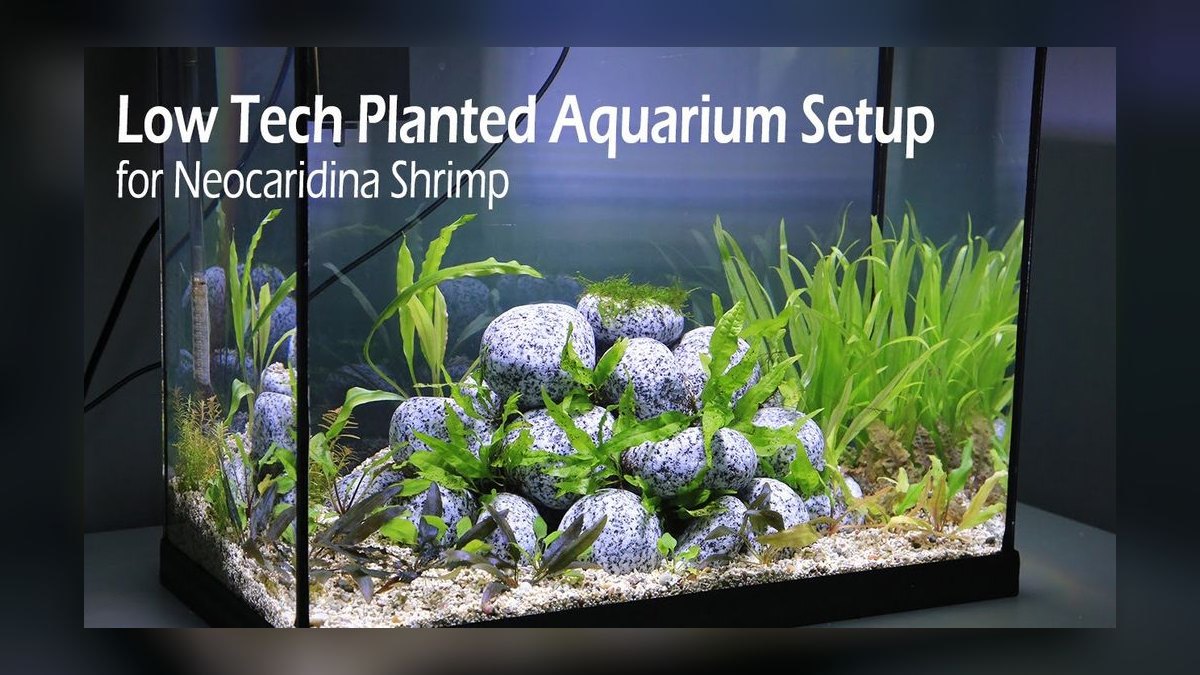 How do you set up a low-tech planted shrimp tank — figure 5