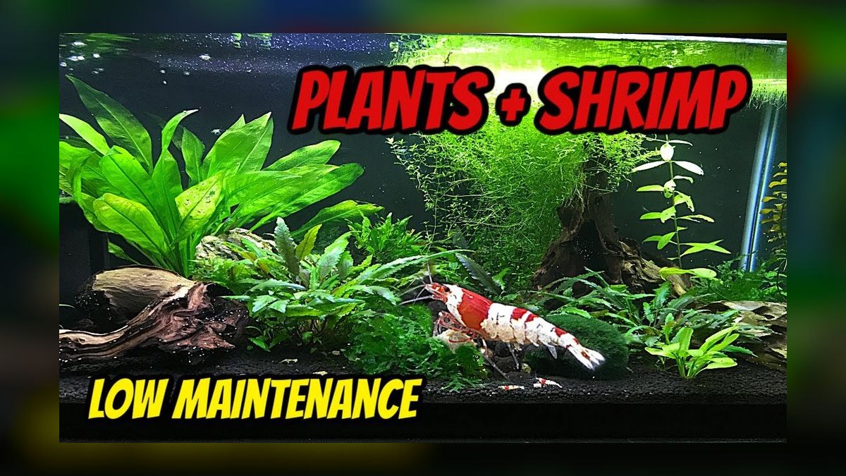 How do you set up a low-tech planted shrimp tank — figure 7