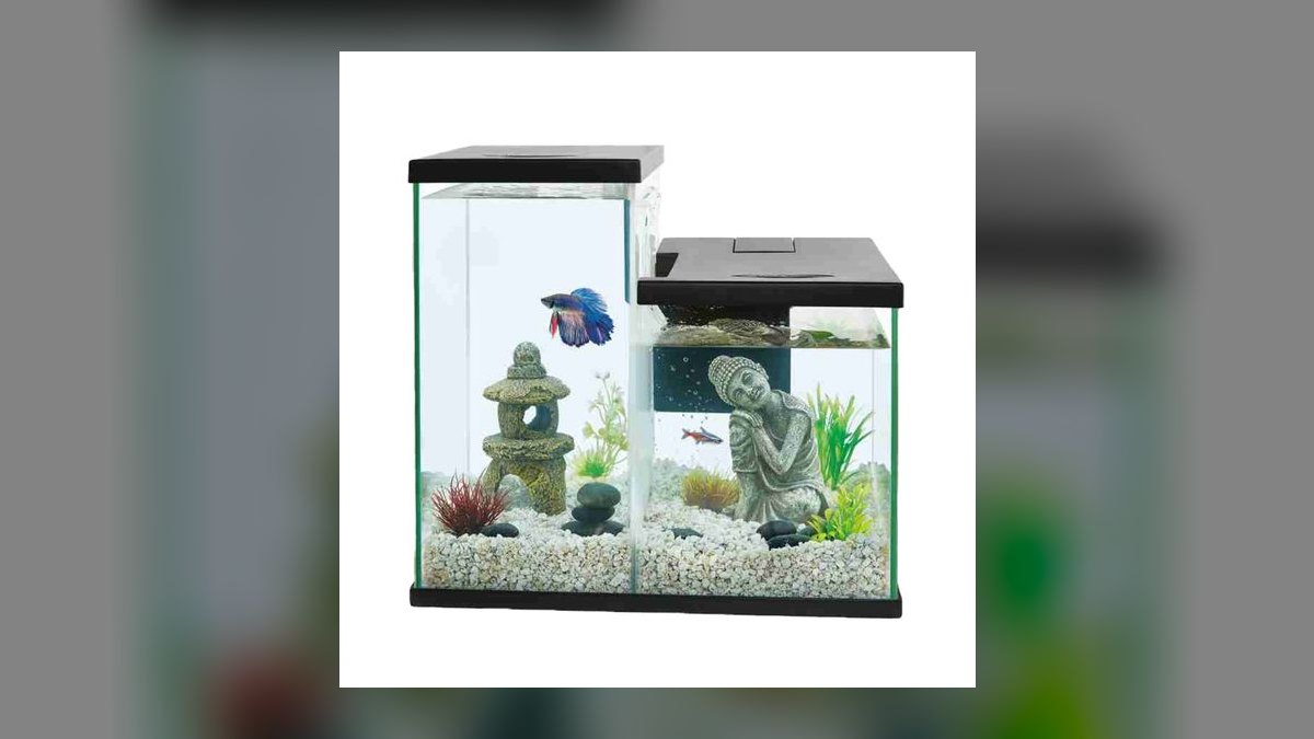 How do you set up a low-tech planted shrimp tank?